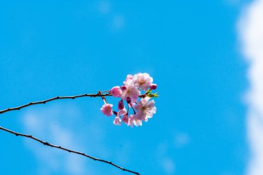 Baharda kiraz çiçeği açan kiraz sakura 
