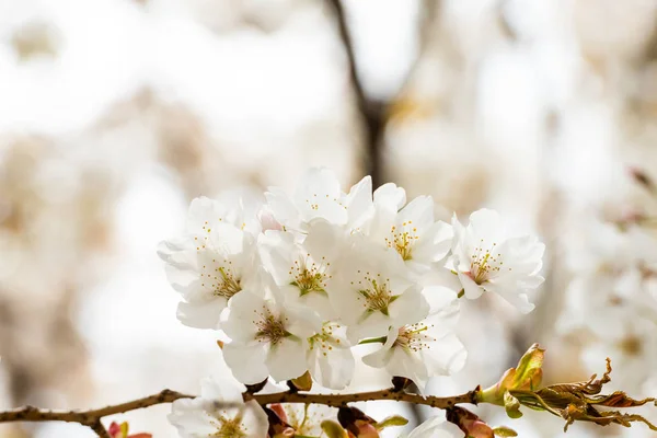 Bellissimo sakura di fiori di ciliegio in primavera — Foto Stock