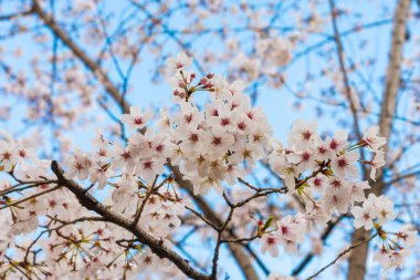 Baharda kiraz çiçeği açan kiraz sakura 