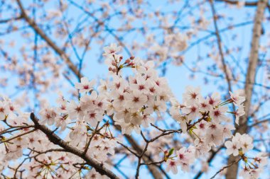 Baharda kiraz çiçeği açan kiraz sakura 