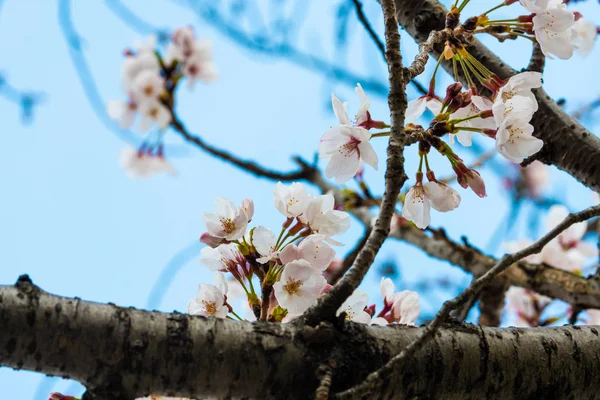 Beautiful cherry blossom sakura in spring time — Stock Photo, Image