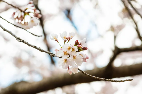 美丽的樱花在春天的时候 — 图库照片