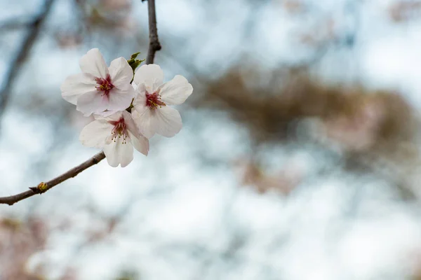 Όμορφη σακούρα με άνθη κερασιάς την άνοιξη — Φωτογραφία Αρχείου