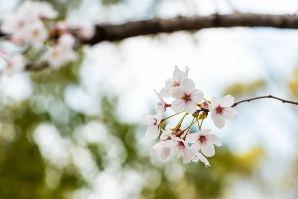 Gyönyörű cseresznyevirág sakura tavasszal — Stock Fotó