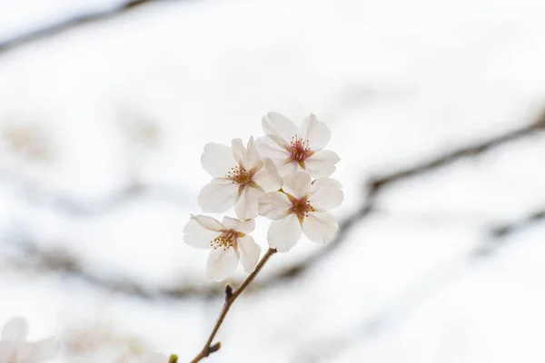 Hermosa flor de cerezo sakura en primavera —  Fotos de Stock