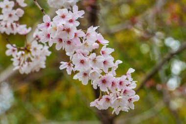 Baharda kiraz çiçeği açan kiraz sakura 