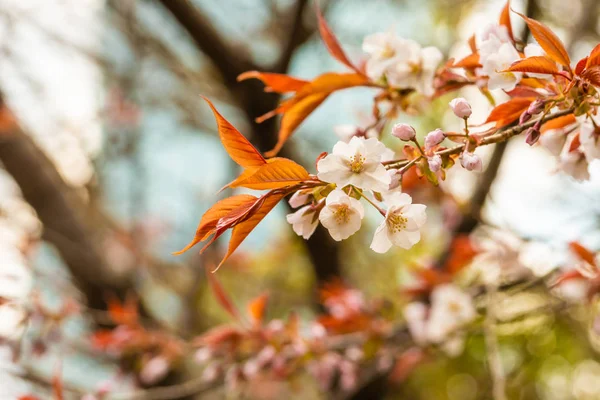 Hermosa flor de cerezo sakura en primavera —  Fotos de Stock