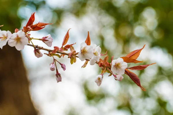 Belle fleur de cerisier sakura au printemps — Photo