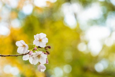 Baharda kiraz çiçeği açan kiraz sakura 