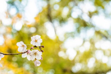 Baharda kiraz çiçeği açan kiraz sakura 