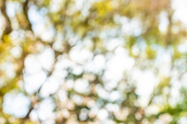 Yeşil bokeh, doğa ormanının arka planında odak dışı.