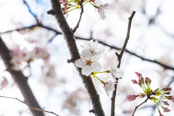 Mooie kersenbloesem sakura in het voorjaar — Stockfoto