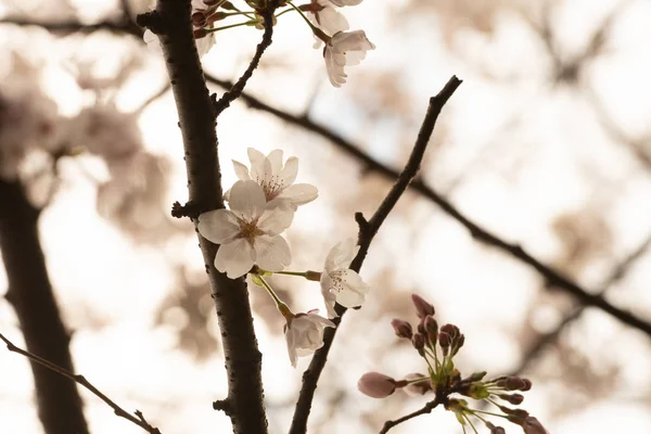 Belle fleur de cerisier sakura au printemps — Photo