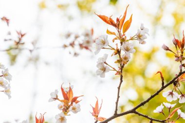 Baharda kiraz çiçeği açan kiraz sakura 