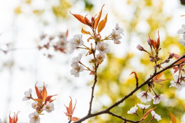 Baharda kiraz çiçeği açan kiraz sakura 