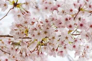 Baharda kiraz çiçeği açan kiraz sakura 