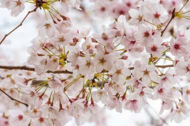 Baharda kiraz çiçeği açan kiraz sakura 