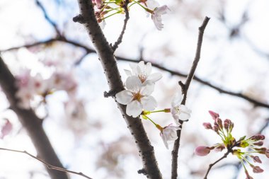 Baharda kiraz çiçeği açan kiraz sakura 