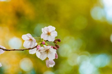 Baharda kiraz çiçeği açan kiraz sakura 
