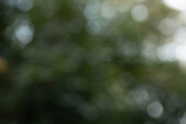 Yeşil bokeh, doğa ormanının arka planında odak dışı.