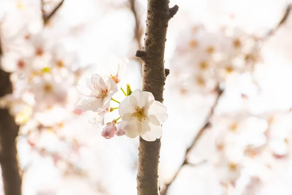 Gyönyörű cseresznyevirág sakura tavasszal — Stock Fotó