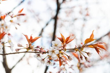 Baharda kiraz çiçeği açan kiraz sakura 