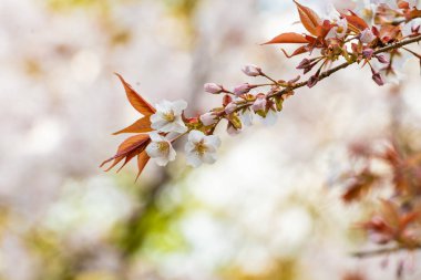 Baharda kiraz çiçeği açan kiraz sakura 