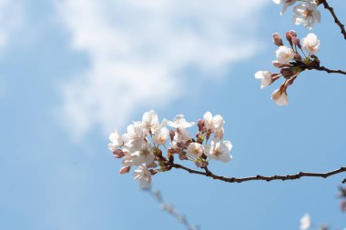 Baharda kiraz çiçeği açan kiraz sakura 
