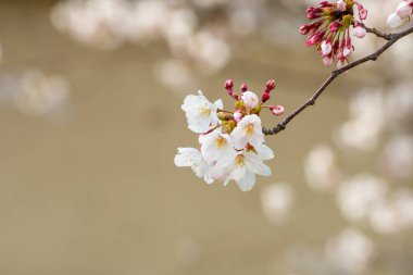 Baharda kiraz çiçeği açan kiraz sakura 