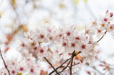 Baharda kiraz çiçeği açan kiraz sakura 