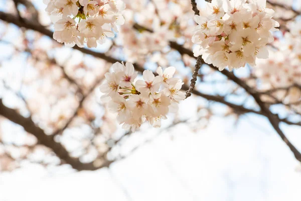 Schöne Kirschblüte sakura im Frühling — Stockfoto
