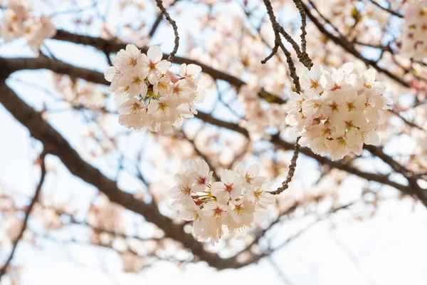 Belle fleur de cerisier sakura au printemps — Photo