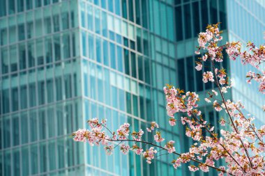 Baharda kiraz çiçeği açan kiraz sakura 