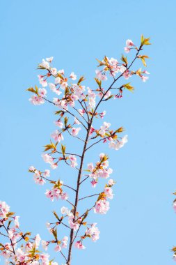 Baharda arkaplan için kiraz çiçeği ya da metin için kopyalama alanı 