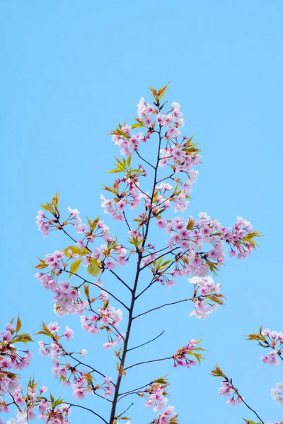 Fleurs de cerisier au printemps pour l'arrière-plan ou l'espace de copie pour le texte — Photo