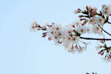 Baharda kiraz çiçeği açan kiraz sakura 