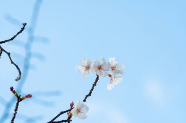 Baharda kiraz çiçeği açan kiraz sakura 