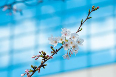 Baharda kiraz çiçeği açan kiraz sakura 