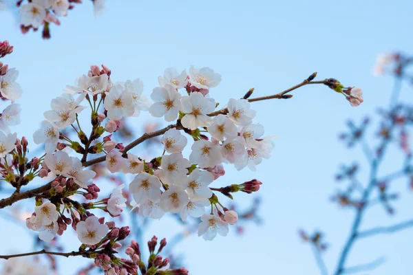 Baharda kiraz çiçeği açan kiraz sakura — Stok fotoğraf