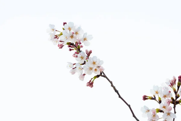 Hermosa flor de cerezo sakura en primavera —  Fotos de Stock