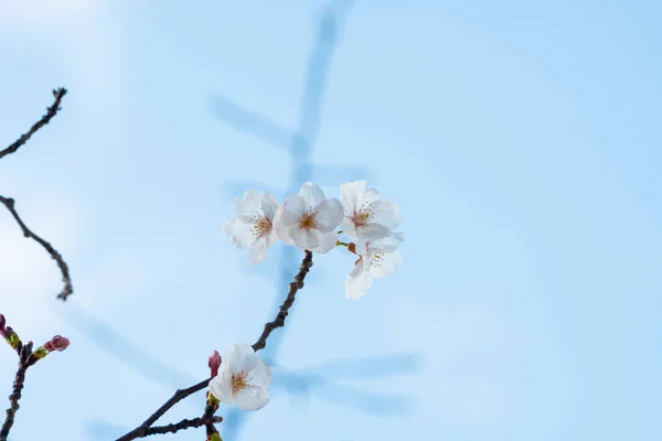 Bellissimo sakura di fiori di ciliegio in primavera — Foto Stock