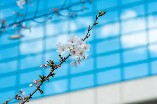 Bellissimo sakura di fiori di ciliegio in primavera — Foto Stock