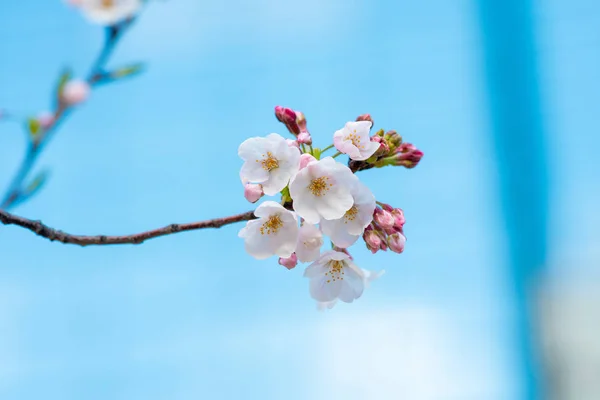 Schöne Kirschblüte sakura im Frühling — Stockfoto