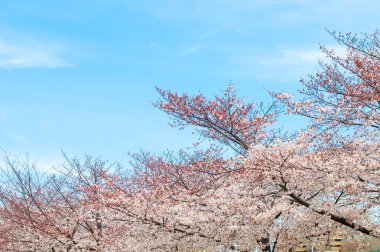 Baharda kiraz çiçeği açan kiraz sakura