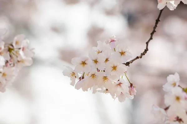 Bellissimo Sakura Fiori Ciliegio Primavera — Foto Stock