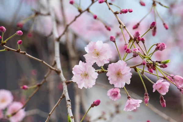 Krásné třešňové květy sakura na jaře — Stock fotografie