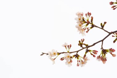 Baharda arkaplan için kiraz çiçeği ya da metin için kopyalama alanı