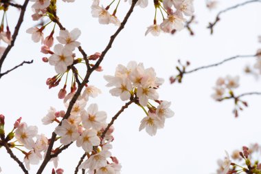 Baharda arkaplan için kiraz çiçeği ya da metin için kopyalama alanı