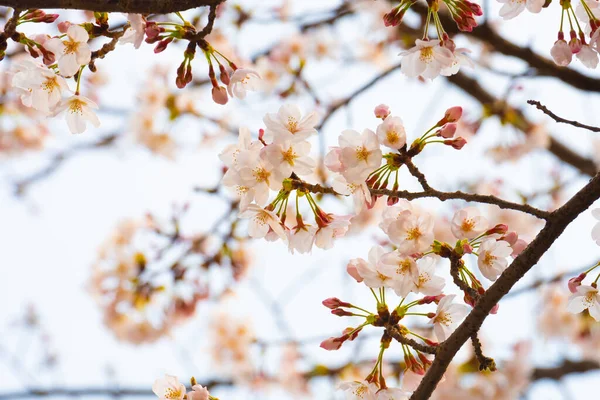 Cseresznyevirág Tavasszal Háttér Vagy Másolás Helyet Szöveg — Stock Fotó