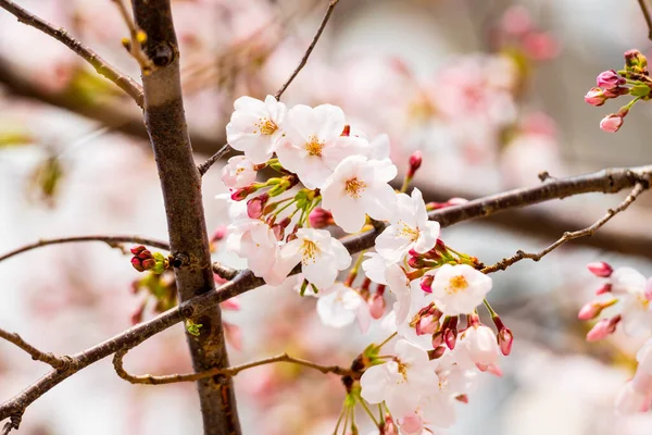 Flor Cerezo Primavera Para Fondo Espacio Copia Para Texto — Foto de Stock